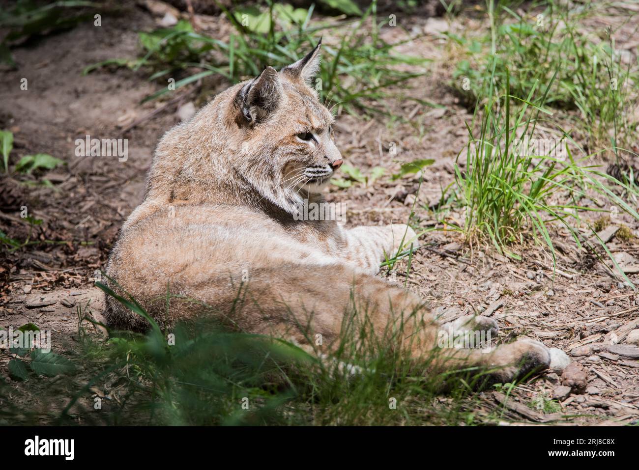 Der Rotluchs (Lynx rufus) ist eine mittelgroße Katze, die in Nordamerika beheimatet ist. Sie reicht von Südkanada bis zum größten Teil der Region Stockfoto