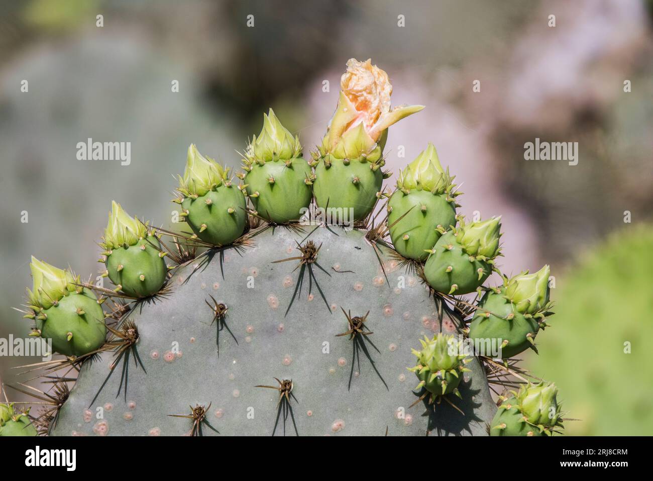 Essbare Nopales oder Kaktuspads aus Feigenkaktus, mit Knospen oben, einer in Blüte, die Konzepte andeuten: Früher Adopter, Führung, Vorreiter Stockfoto