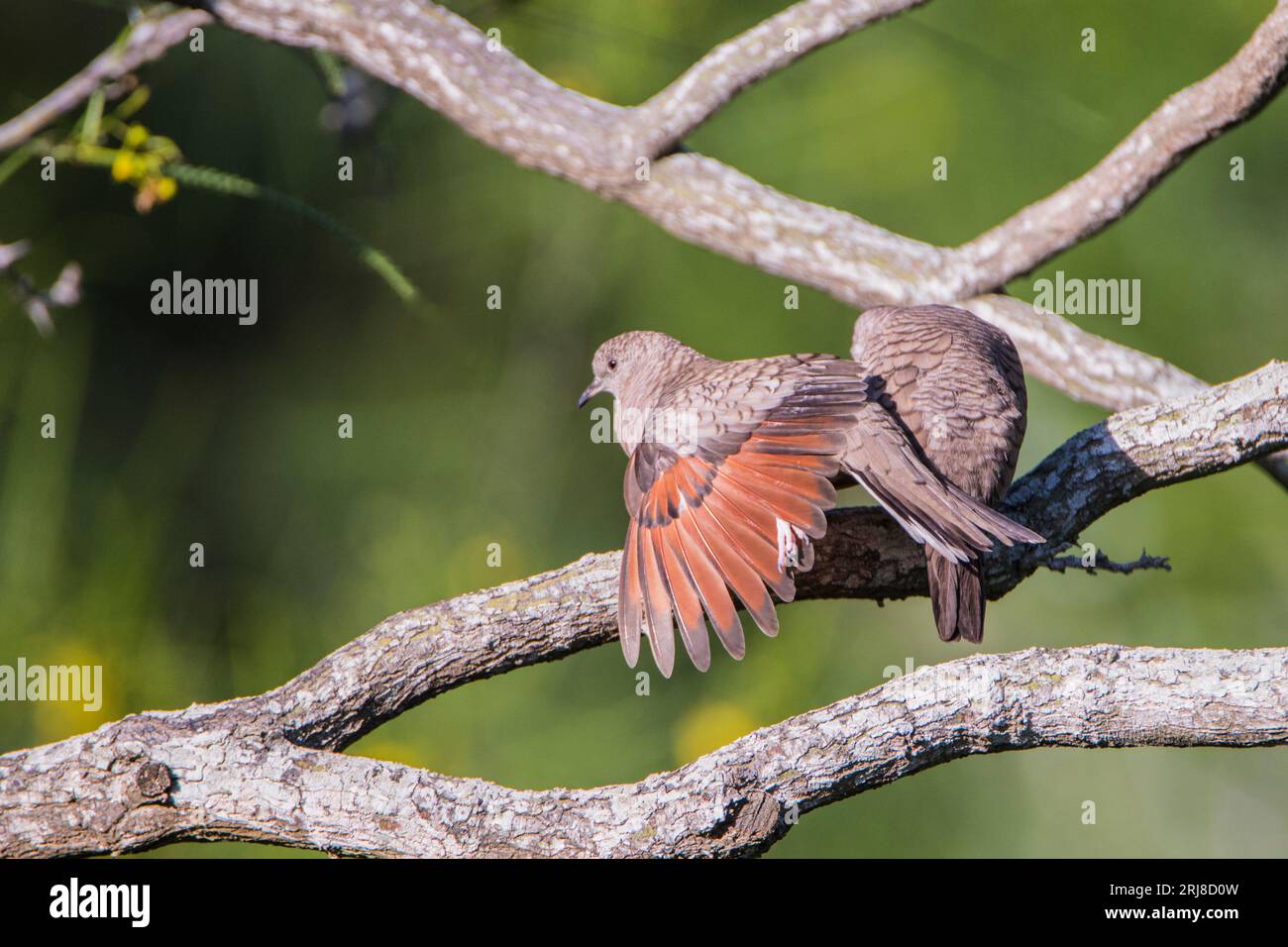 Inka Taube auf Ast mit braunem Unterflügel, viel negativer Platz links von Birds, Texas, usa Stockfoto