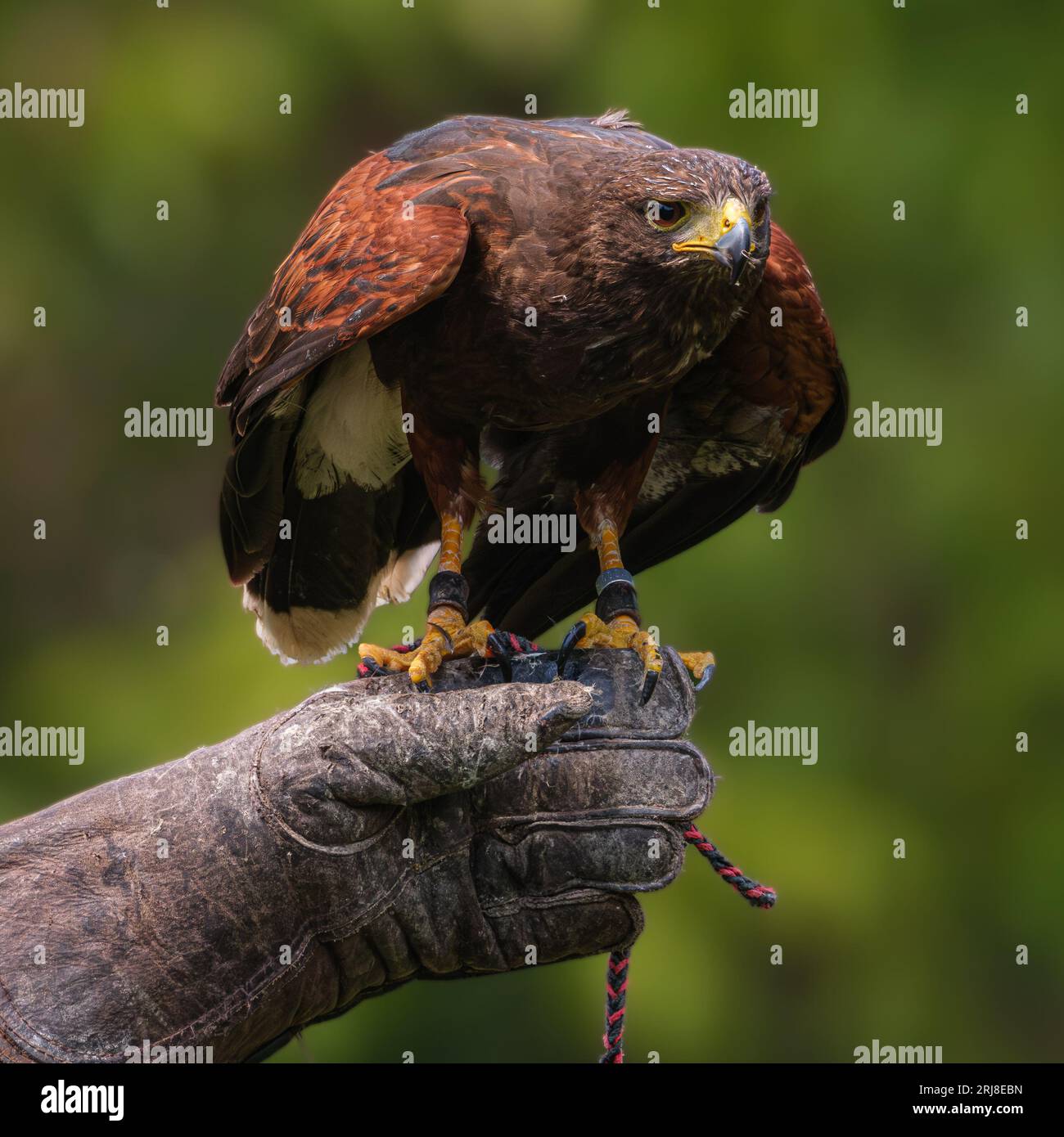 Brown Harris's Hawk sitzt auf der Hand seines Hüters und ist dabei abzuheben Stockfoto