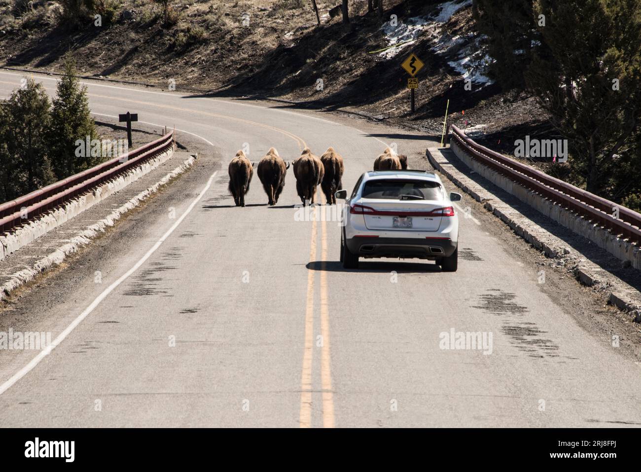 Eine kleine Herde von Plains Bisons blockiert die Straße über den yellowstone River, Autoverwater, yellowstone National Park, wyoming, usa Stockfoto