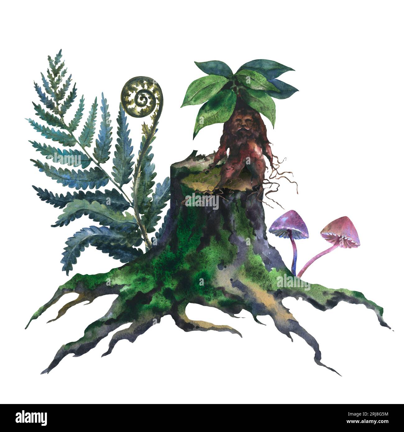 Aquarellbild eines alten Stumpfes, Baumstamm mit grünem Moos-, Farn- und Mandragora-Plan, handbemalt in Aquarellfarben auf weißem Hintergrund. Stockfoto
