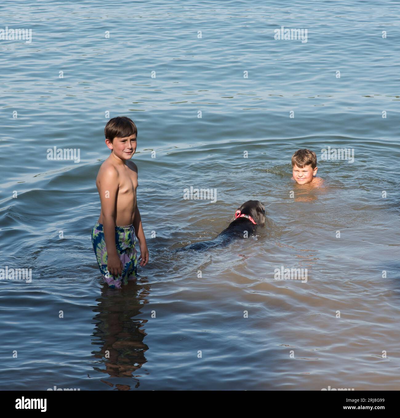 Zwei Jungs, zehn Jahre alte Cousins, schwimmen in einem See mit dem Familienhund Wylie. Stockfoto