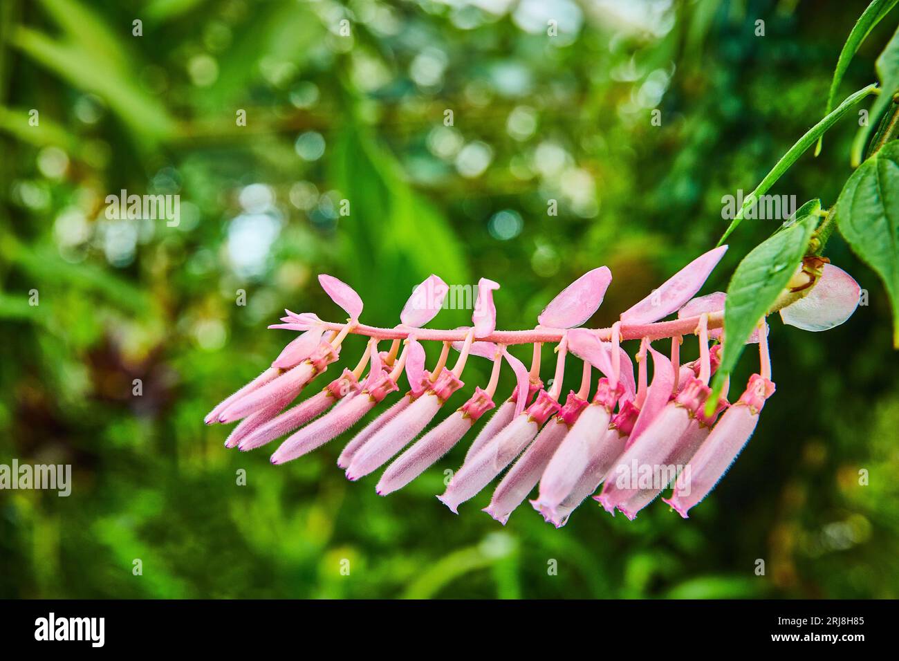 Hellrosa Blüten beginnen auf einem langen Stiel mit verschwommenem grünem Hintergrund zu blühen Stockfoto