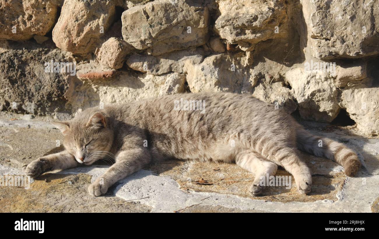 Verschlafene Katze in der Altstadt von Nessebar Stockfoto