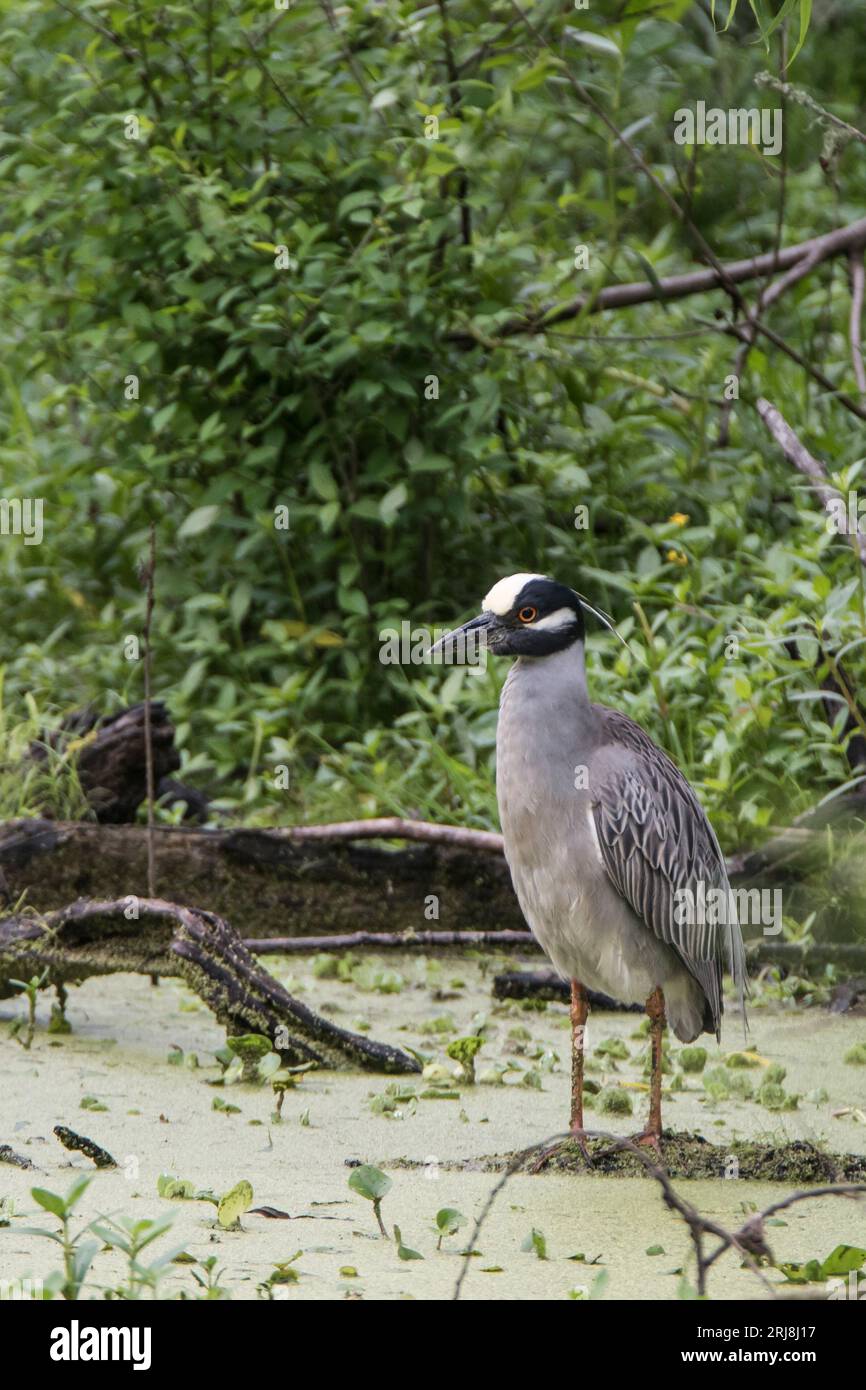 Ein erwachsener, gelb gekrönter Nachtreiher ist in einem Feuchtgebiet im Brazos Bend State Park in Needville, Texas, USA, Beute Stockfoto