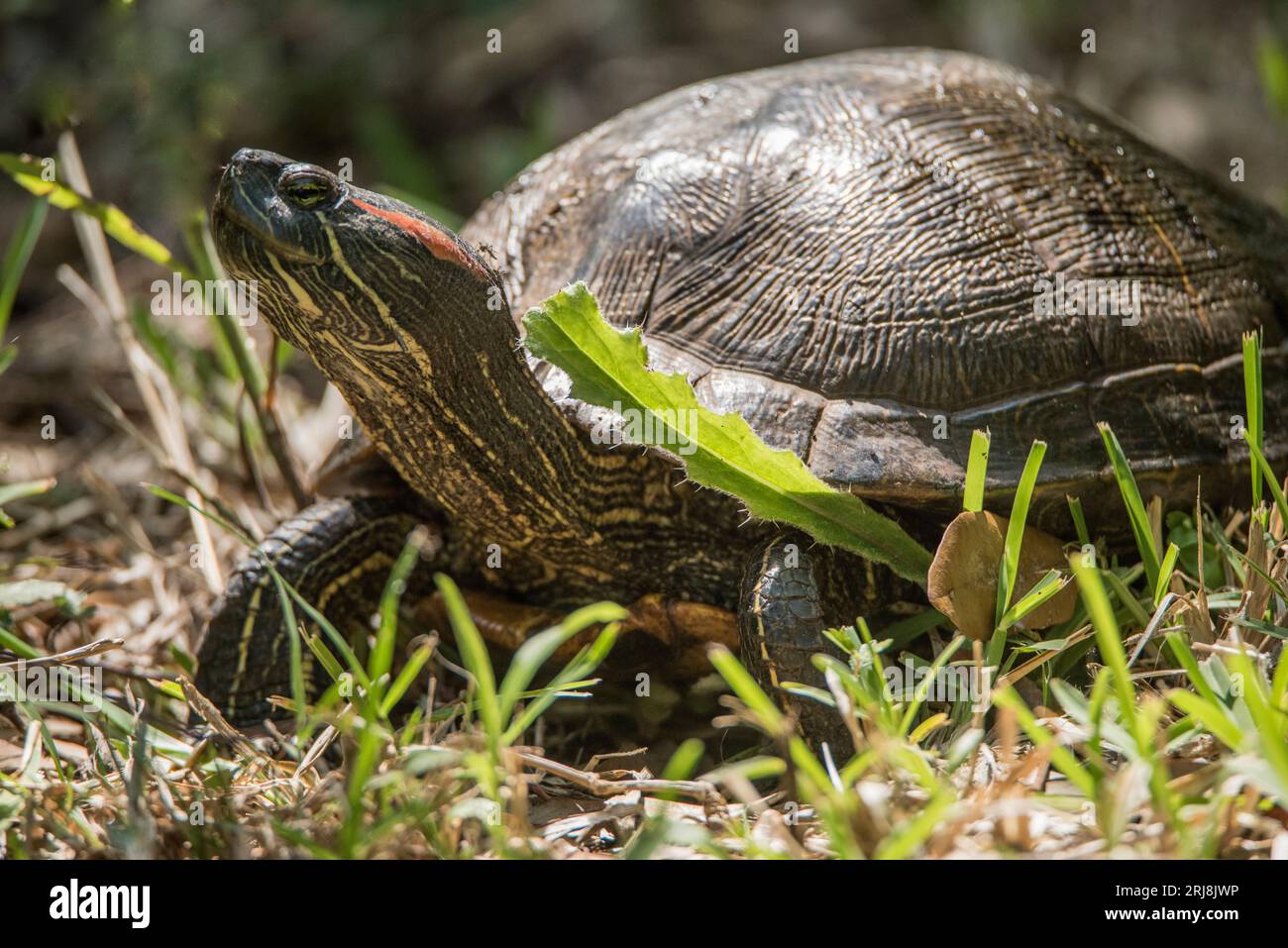 Nahaufnahme eines Rotrohrschiebers, einer gewöhnlichen, aber invasiven Schildkröte, High Island, texas, usa Stockfoto