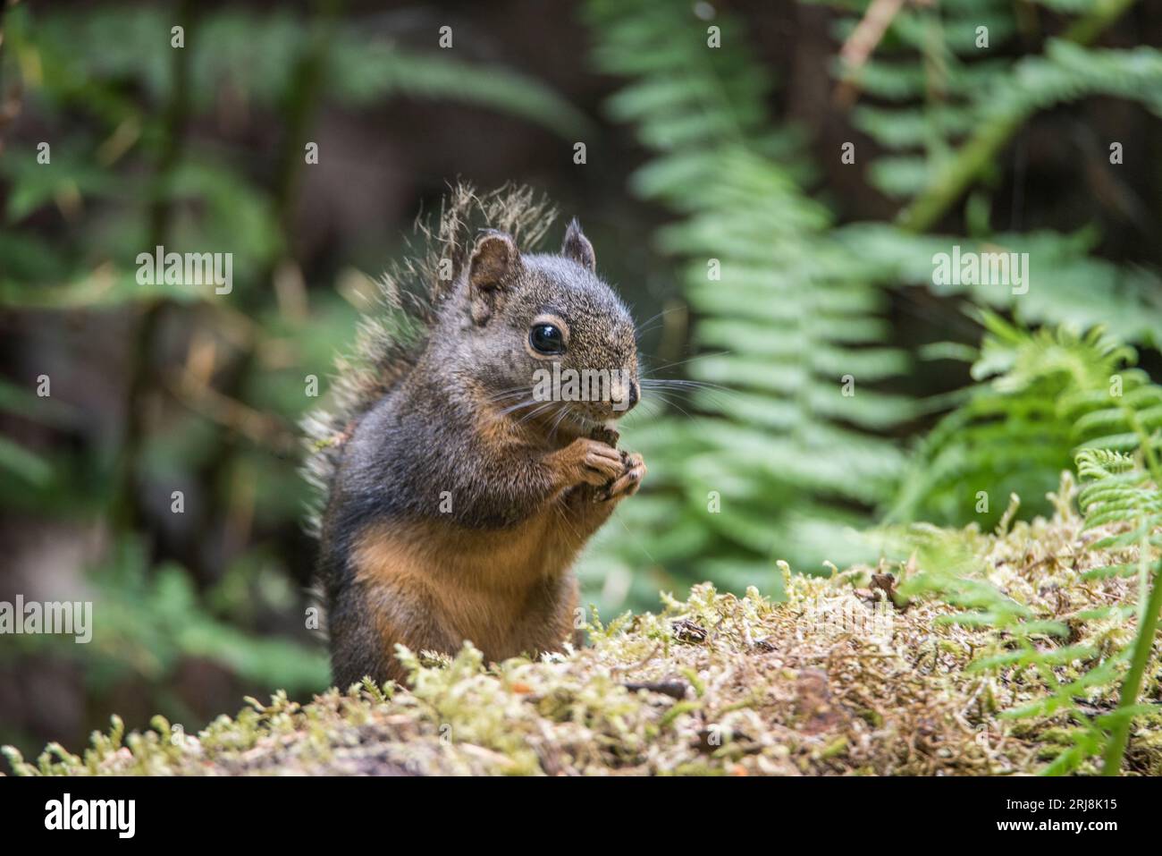Ein erwachsenes douglas-Eichhörnchen knabbert auf einem Holzstamm in der Nähe von olympia, washington, usa Stockfoto
