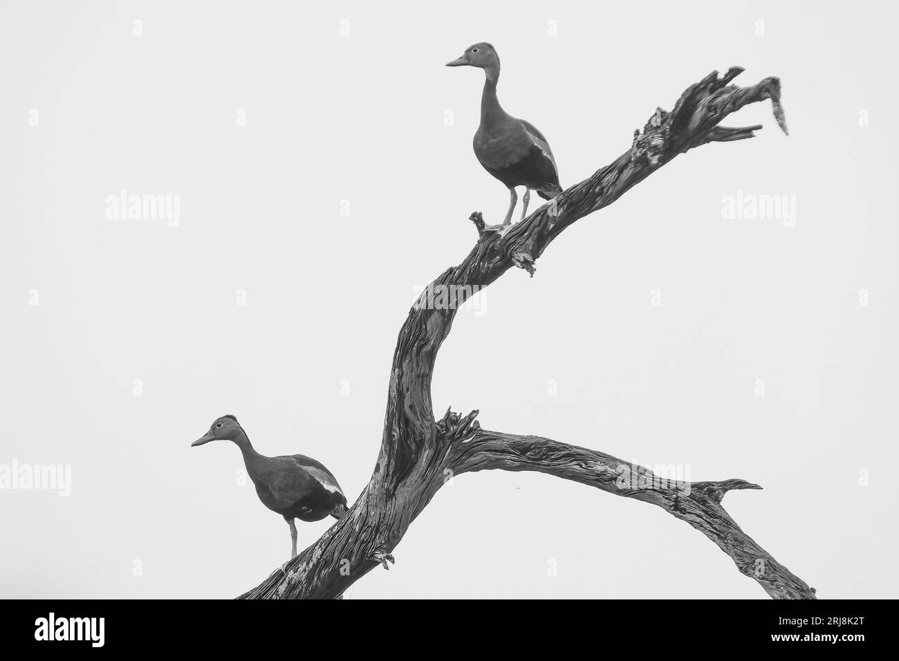 Zwei Schwarzbäuchige Pfeifenten in einem Baum mit sauberem Hintergrund. Gut für Kunst, Grafik, Wandkunst Starke, saubere Linien. Stockfoto