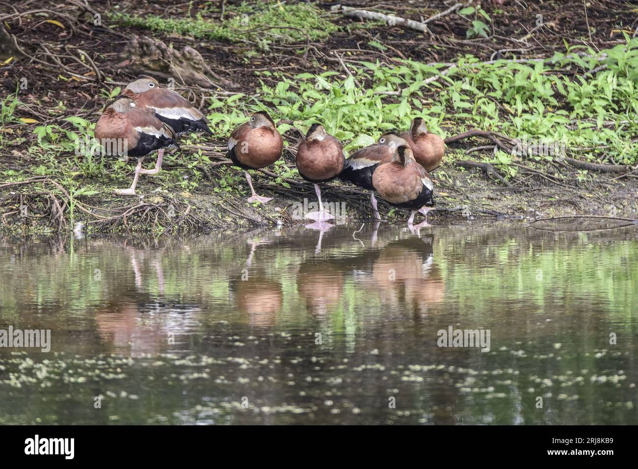 Eine Gruppe oder Herde von Schwarzbäuchigen Pfeifenten liegt am Ufer von Brazos Bend, State Park, Golfküste, Texas, USA Stockfoto