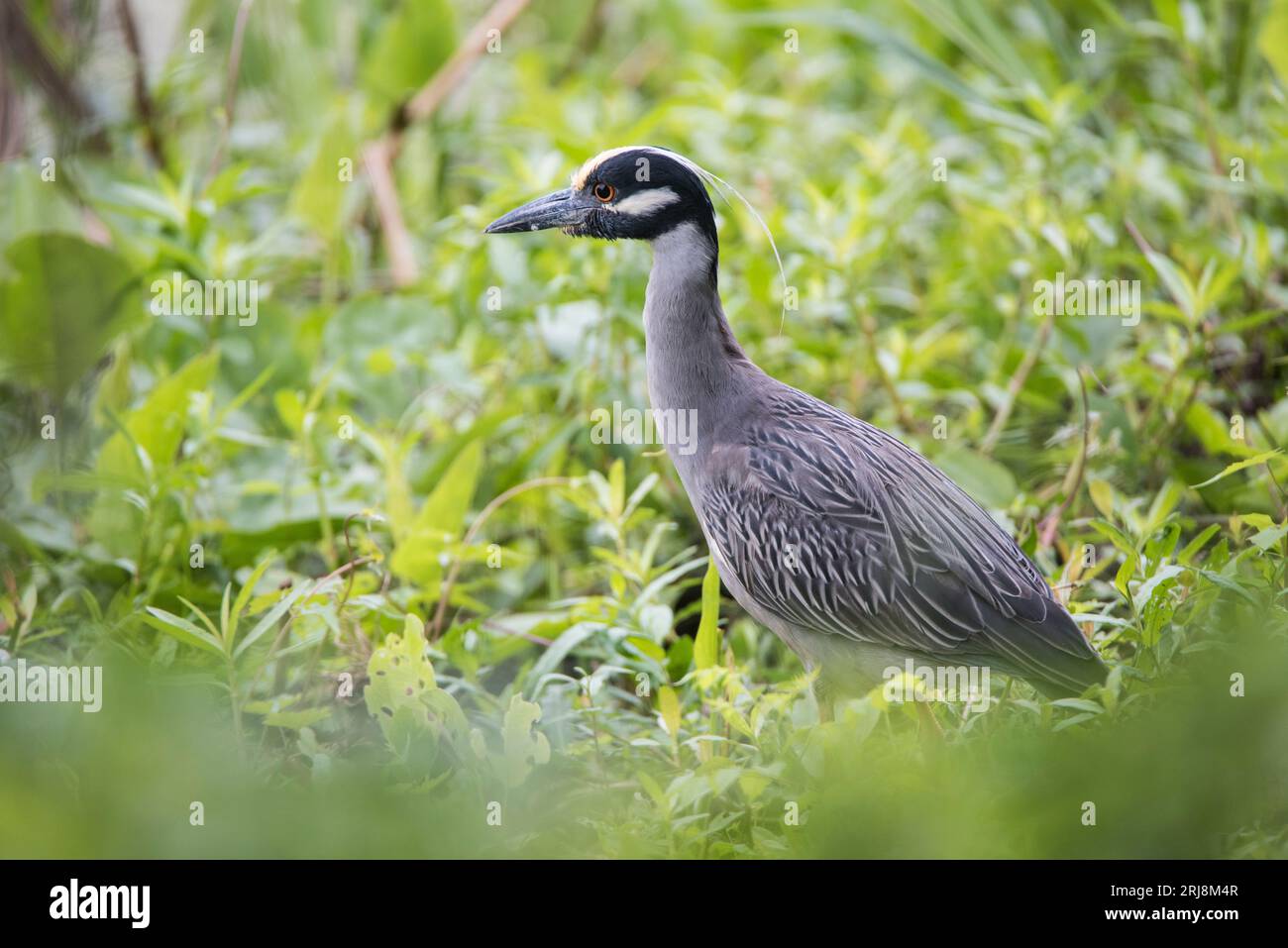 Ein erwachsener, gelb gekrönter Nachtreiher ist in einem Feuchtgebiet im Brazos Bend State Park in Needville, Texas, USA, Beute Stockfoto