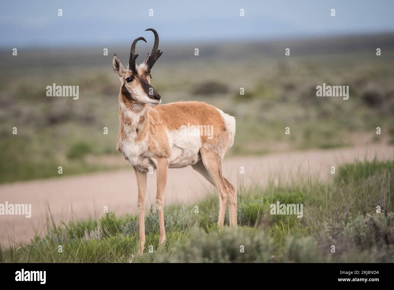 Ein männlicher Pronghorn-Antilopenbock, das schnellste Landtier Nordamerikas, steht im Salgebra-Habitat auf Seedskadee NWR, Green River, Wyoming, USA Stockfoto