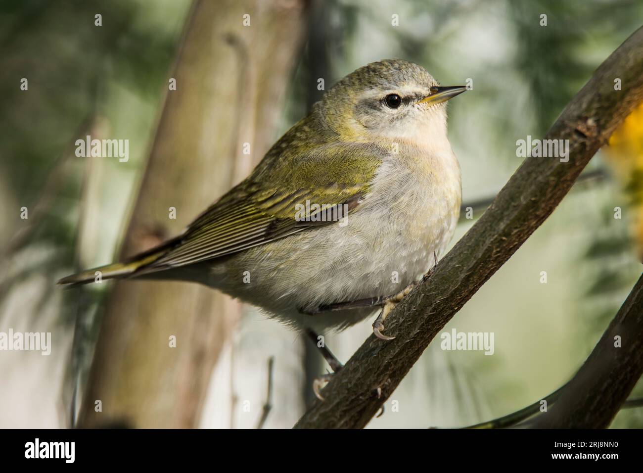 Profil eines männlichen tennessee-Kammers, gut zur Identifizierung, Südpaarinsel, texas, usa Stockfoto