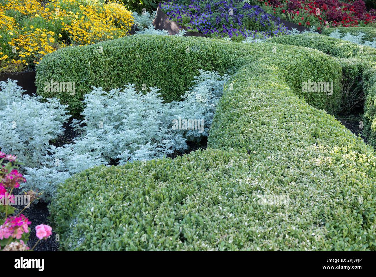 Buxus microphylla „Green Mountain“ Buchsbaum in einem Garten. Stockfoto