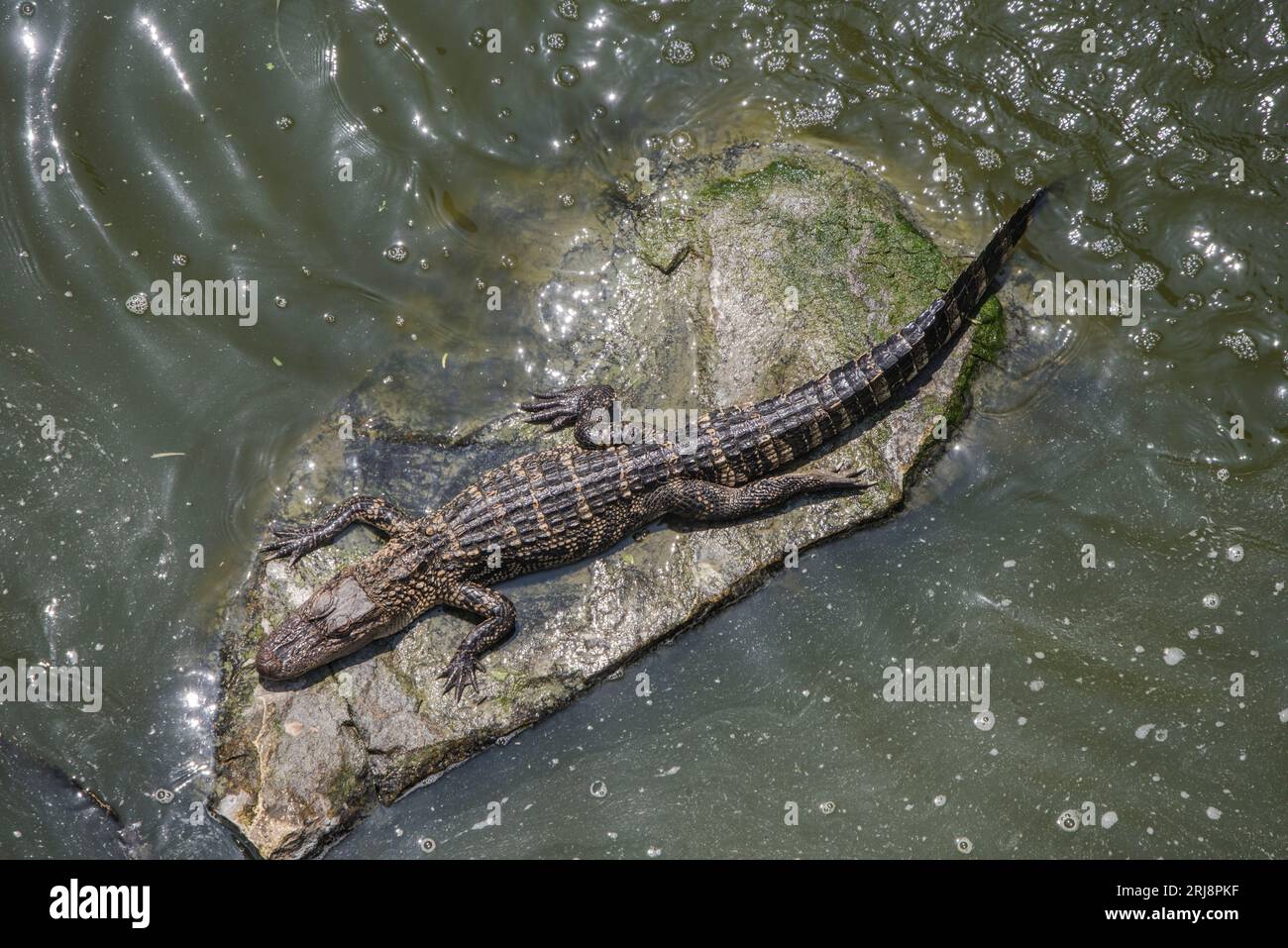 Ein einzelner großer wilder amerikanischer Alligator sonnt sich auf einem Felsen. Das Foto sieht gerade nach unten. South Padre Island, Texas, USA Stockfoto