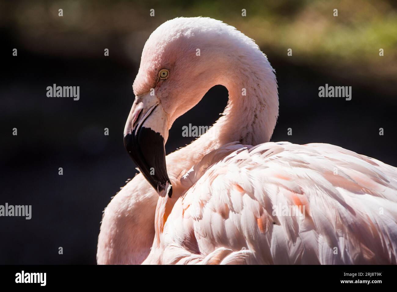 Nahaufnahme eines gefangenen amerikanischen Flamingos, horizontales Format, mit geschwungenem Hals, tracy Voliere, Salt Lake City, utah, usa Stockfoto