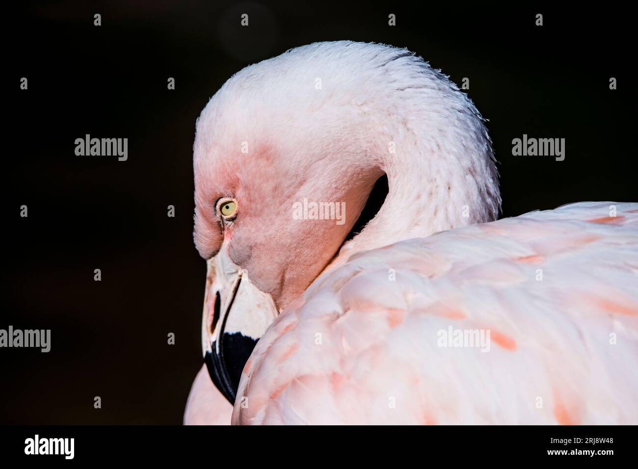 Nahaufnahme eines chilenischen Flamingos in Ruhe, geeignet für Wandkunst mit sauberem Hintergrund. Tracy Aviary, Salt Lake City, Utah, USA Stockfoto