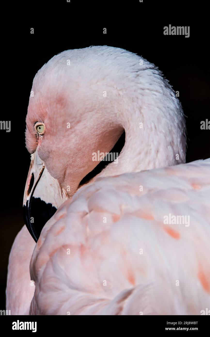 Nahaufnahme eines chilenischen Flamingos in Ruhe, geeignet für Wandkunst mit sauberem Hintergrund. Tracy Aviary, Salt Lake City, Utah, USA Stockfoto