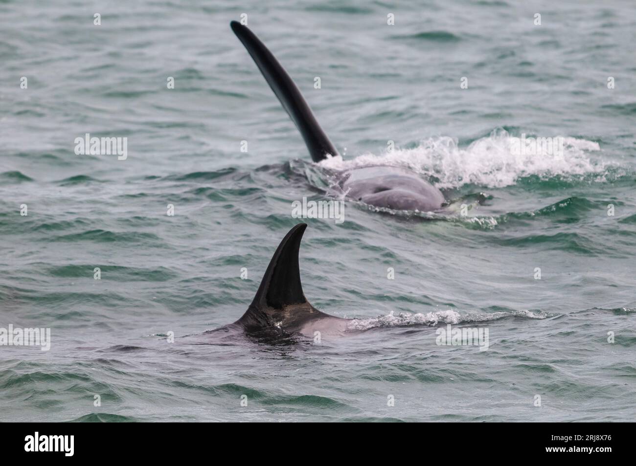 Killerwale, die Seelöwen jagen, auf der Halbinsel Valdes, Patagonien, Argentinien. Stockfoto