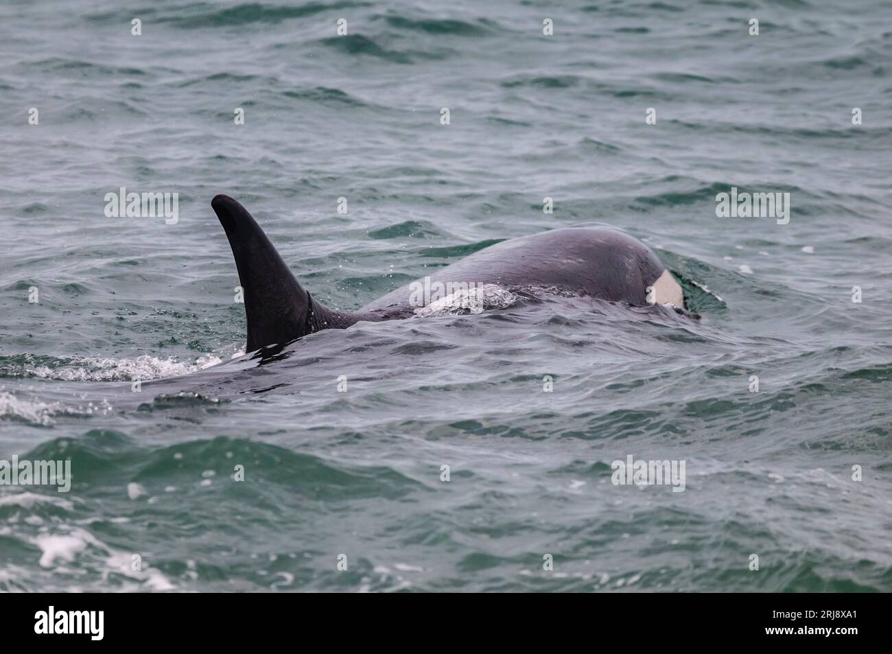 Killerwale, die Seelöwen jagen, auf der Halbinsel Valdes, Patagonien, Argentinien. Stockfoto