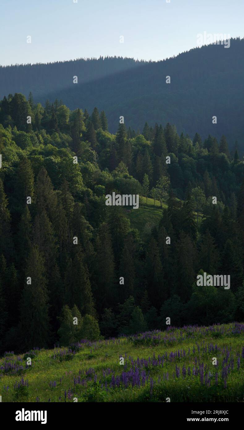 Die Sonne scheint über den Kiefernwäldern der Karpaten Stockfoto