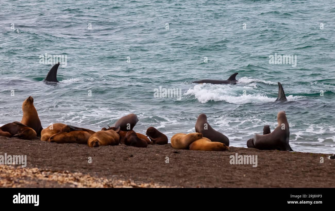 Killerwale, die Seelöwen jagen, auf der Halbinsel Valdes, Patagonien, Argentinien. Stockfoto