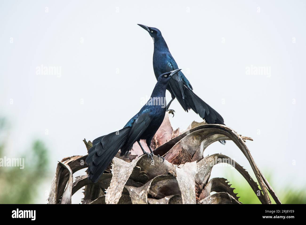 Männliche Erwachsene Großschwanzschnäbel, die sich gegenseitig zeigen und herausfordern, Leona Turnbull Birding Area, Port Aransas, Texas, USA Stockfoto