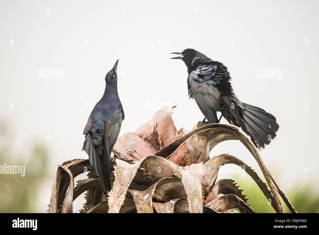 Männliche Erwachsene Großschwanzschnäbel, die sich gegenseitig zeigen und herausfordern, Leona Turnbull Birding Area, Port Aransas, Texas, USA Stockfoto