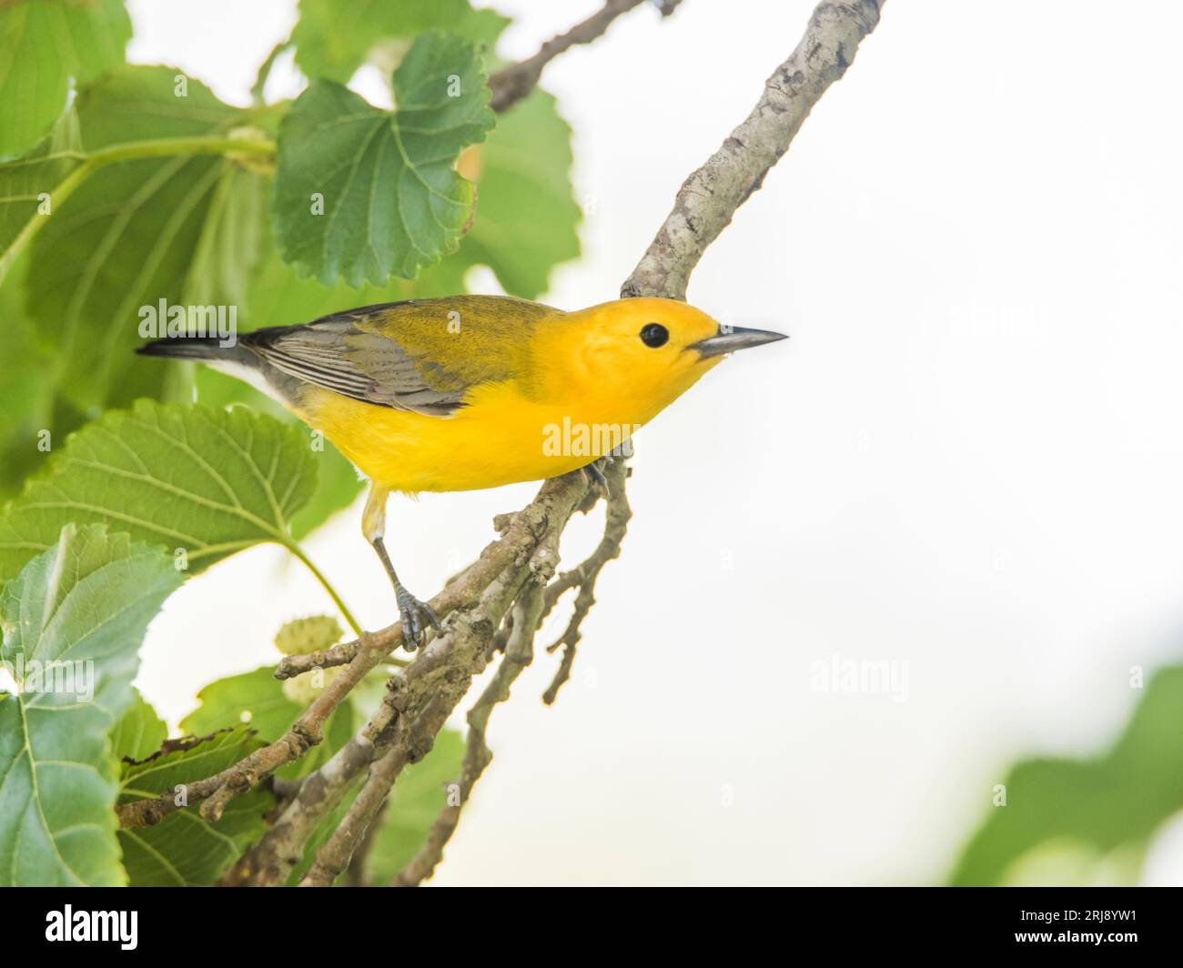 Protonotaria citrea ist ein kleiner singvogel aus der Familie der New World Warbler. Auf einem Glied mit grünen Blättern, Port Aransas Stockfoto