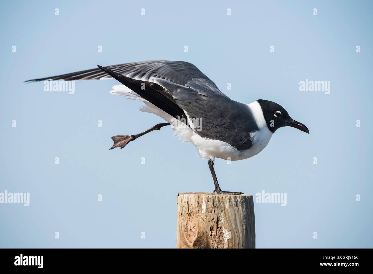 Eine lachende Möwe steht auf einem Posten in Corpus Christi, Texas, USA Stockfoto