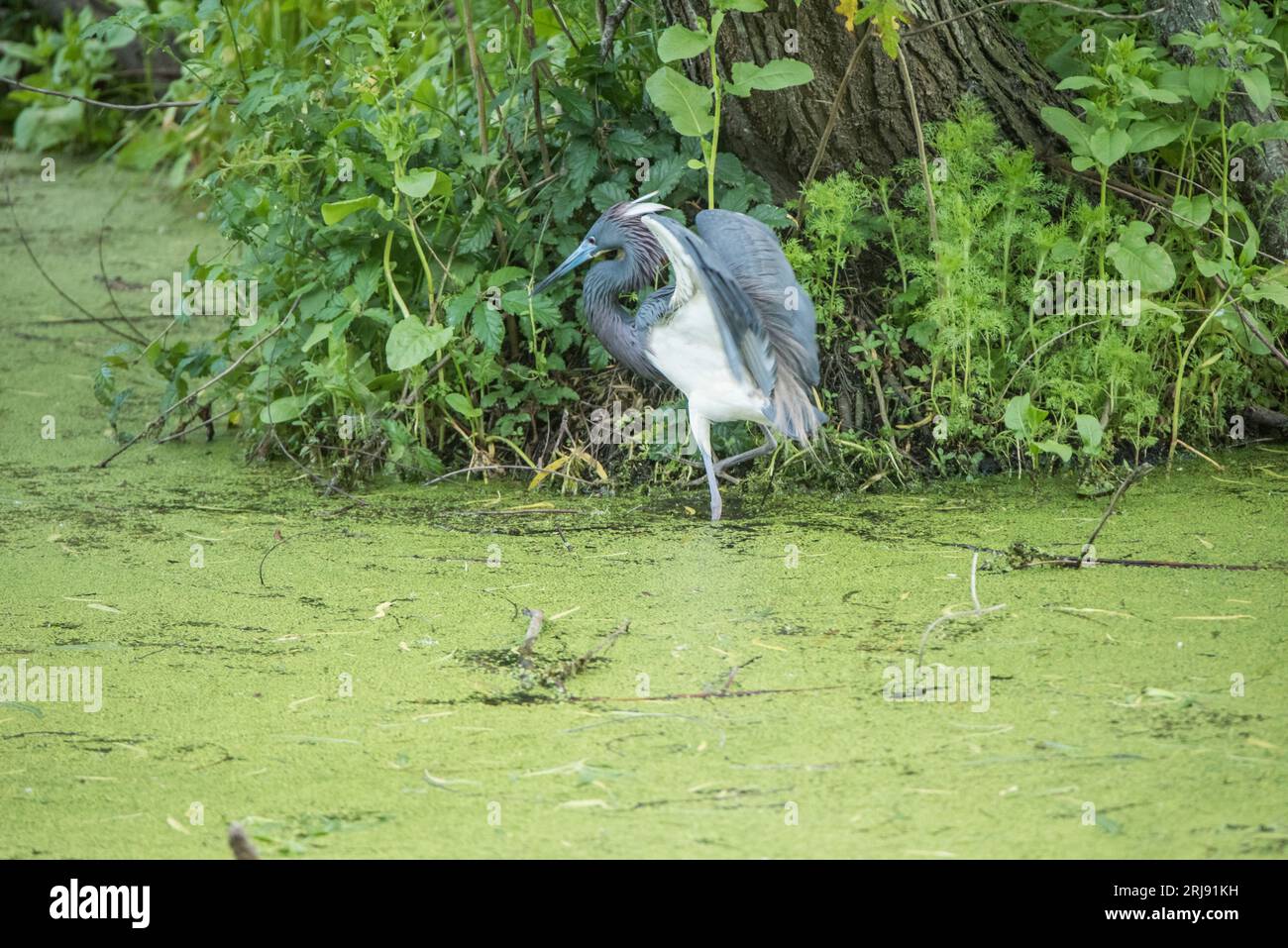 Der dreifarbige Reiher (Egretta Tricolor), früher bekannt als Louisiana Heron,[3] ist eine kleine Reiherart, die in Küstenregionen Amerikas beheimatet ist Stockfoto