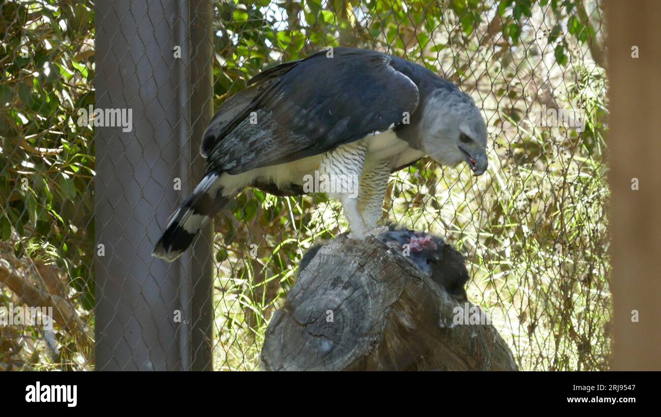 Los Angeles, Kalifornien, USA 4. August 2023 Harpy Eagle im LA Zoo am 4. August 2023 in Los Angeles, Kalifornien, USA. Foto von Barry King/Alamy Stock Photo Stockfoto