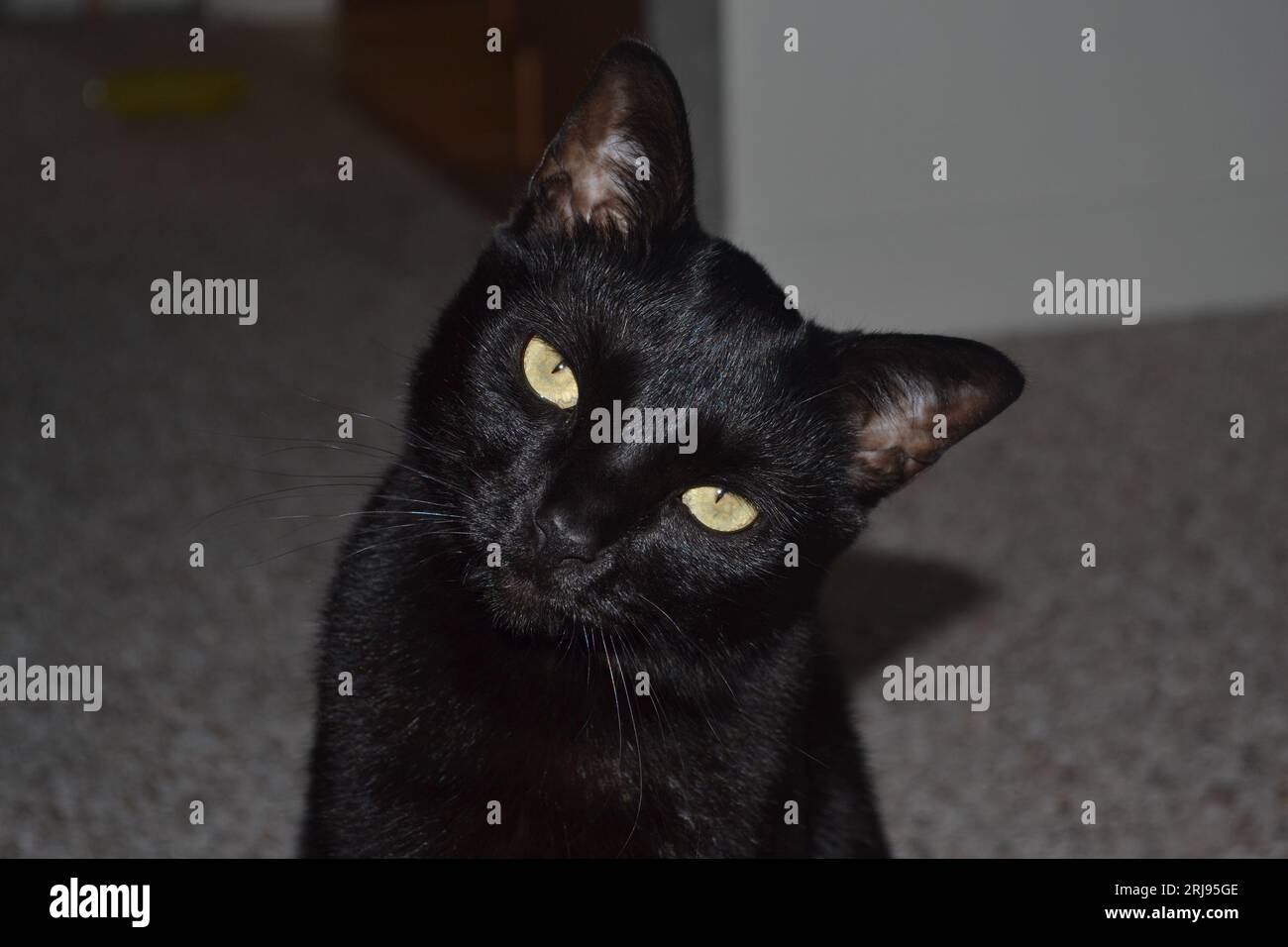 Ein Katzengesicht, eine Leinwand voller Mysterium und Gnade. Rastende Augen strahlen vor Neugier und enthüllen das Rätsel des Katzencharmes. Stockfoto