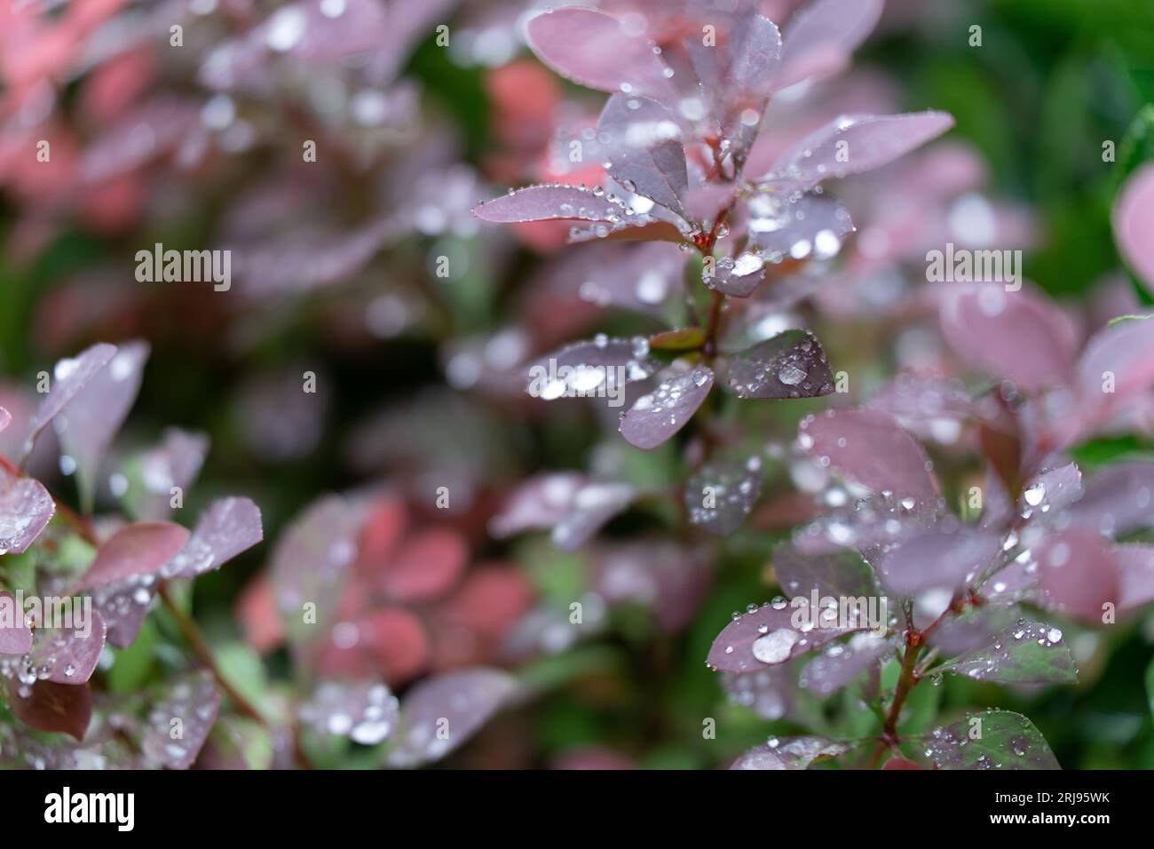 Eine Nahaufnahme von nassrotem Laub mit Wassertropfen an den Blättern und Stängeln Stockfoto
