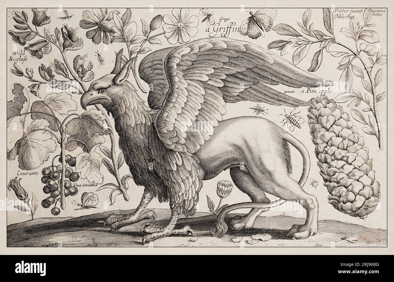 Griffin. Antike mythische Kreaturenleuchtung. 1663 Etching von Wenceslaus Hollar. Exquisite antike Darstellung, die genau gegen einen Sepia bac detailliert dargestellt wird Stockfoto