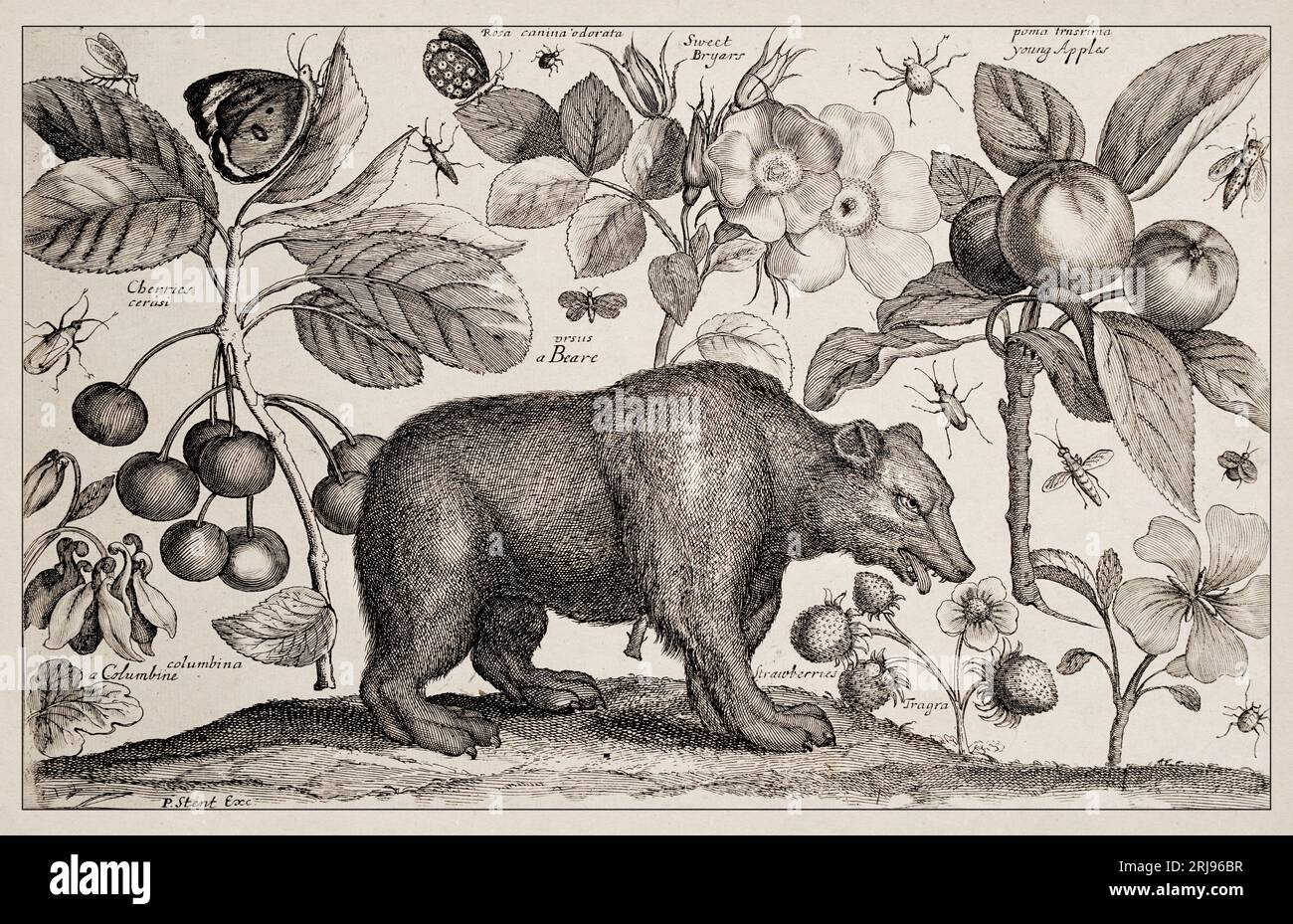 1663 Etching von Wenceslaus Hollar. Exquisite antike Darstellung zoologischer und botanischer Motive, detailliert vor Sepia-Hintergrund. Beare Stockfoto