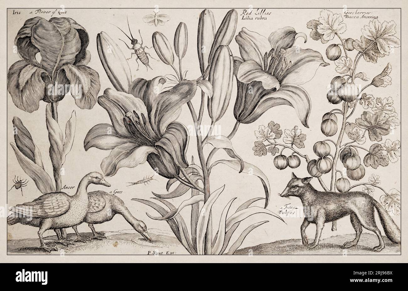 1663 Etching von Wenceslaus Hollar. Exquisite antike Darstellung zoologischer und botanischer Motive, detailliert vor Sepia-Hintergrund. Goos Stockfoto