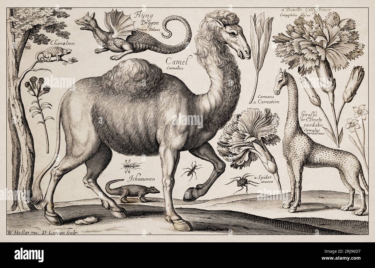 1663 Etching von Wenceslaus Hollar. Exquisite antike Darstellung zoologischer und botanischer Motive, detailliert vor Sepia-Hintergrund. Ziehen Stockfoto
