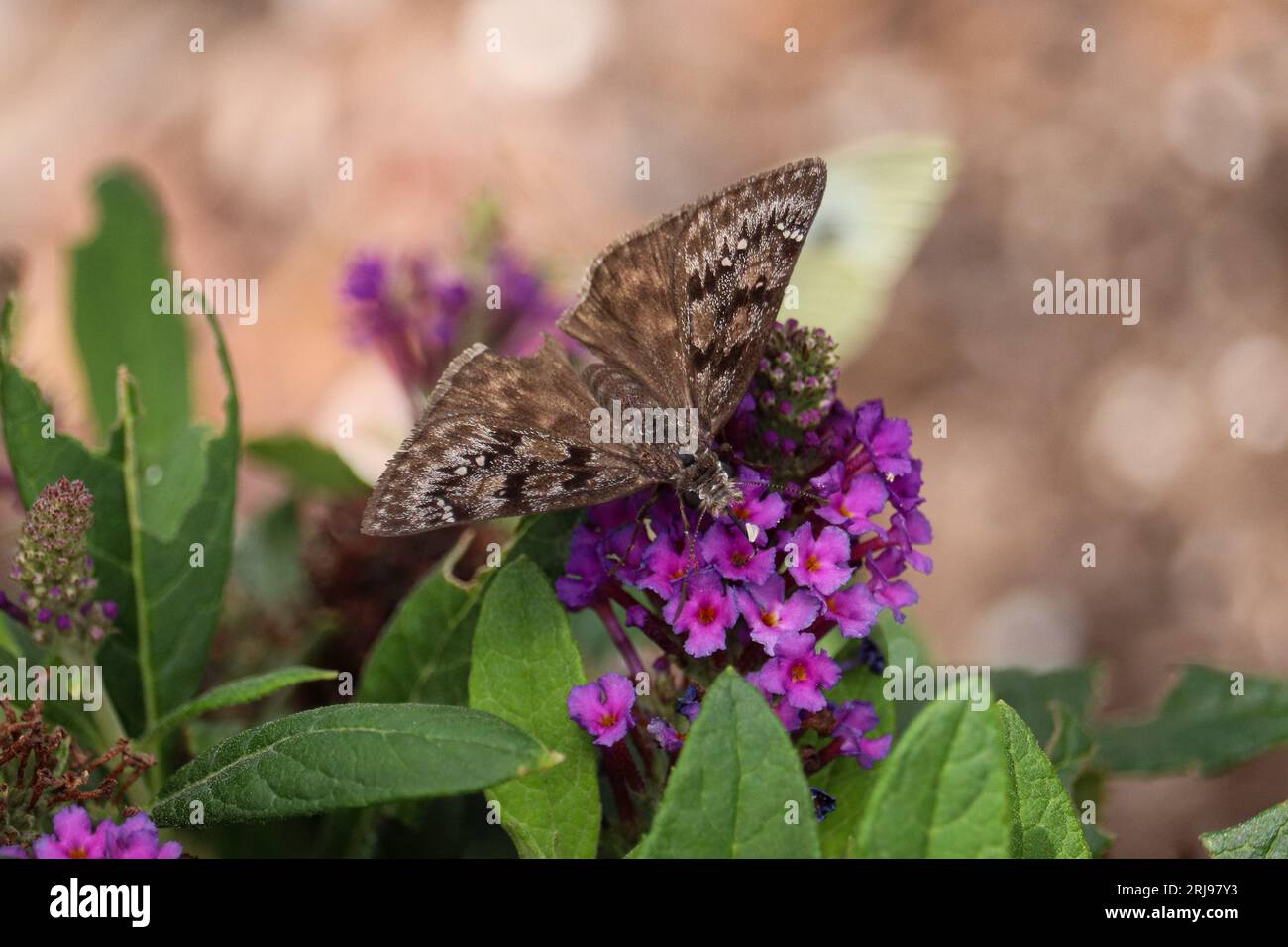 Persius Duskywing oder Erynnis persius ernähren sich von Schmetterlingsbusch in einem Garten in Payson, Arizona. Stockfoto