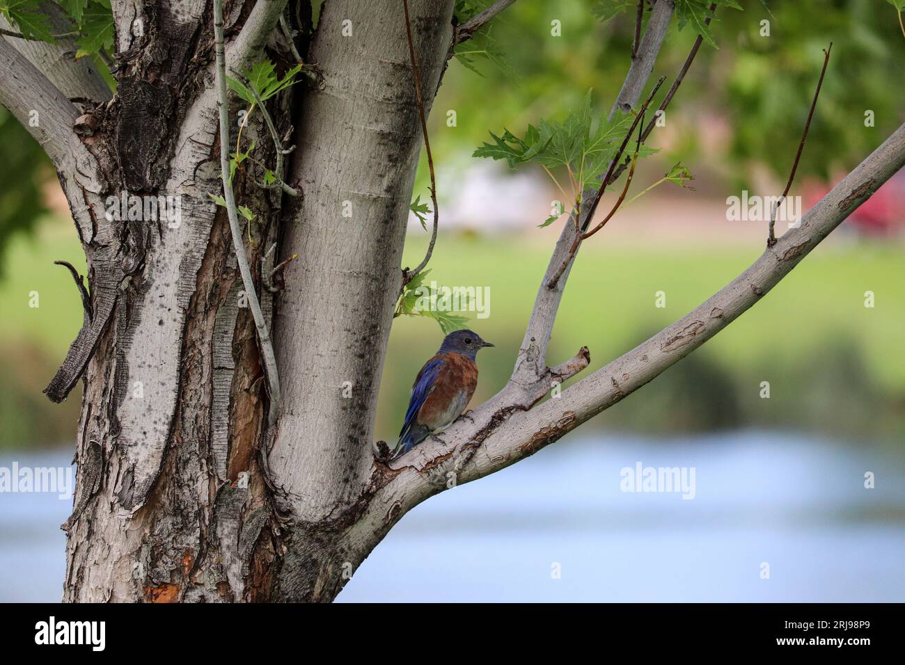 Männlicher Westernvogel oder Sialia mexicana, der in einem Platanenbaum im Green Valley Park in Payson, Arizona, thront. Stockfoto