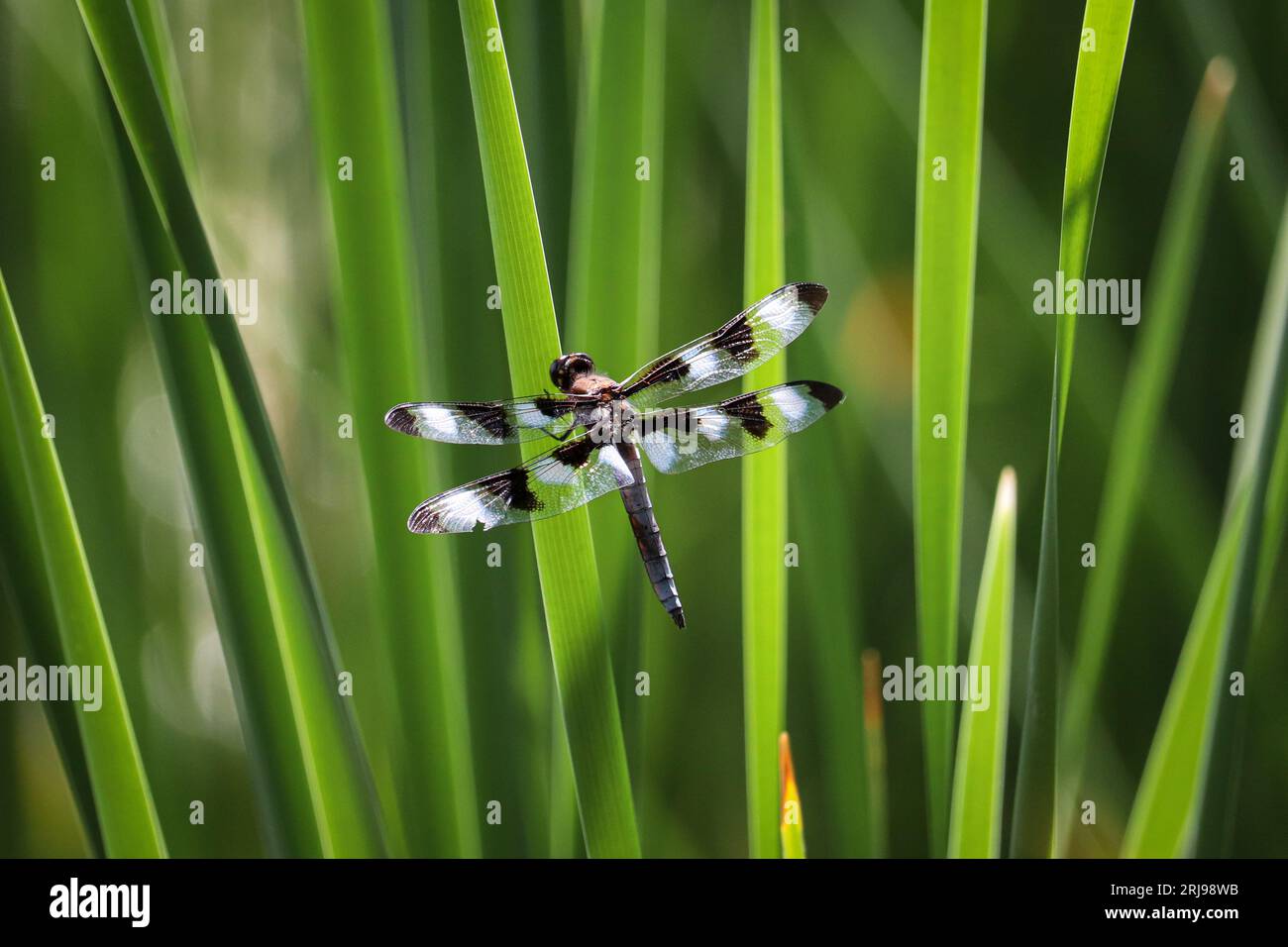 Männlicher Skimmer mit zwölf Flecken oder Libellula pulchella auf einem Schilf im Sedona Wetlands Preserve in Sedona, Arizona. Stockfoto