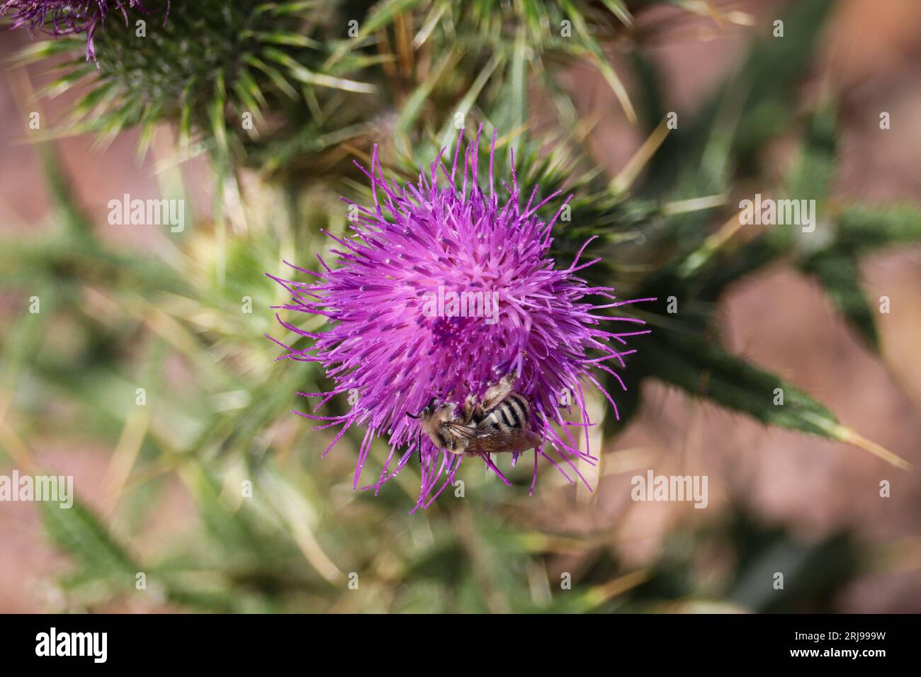 Bullendistel oder Cirsium vulgare mit einer langhörnigen Biene, die sich auf dem Payson College Trail in Arizona ernährt. Stockfoto