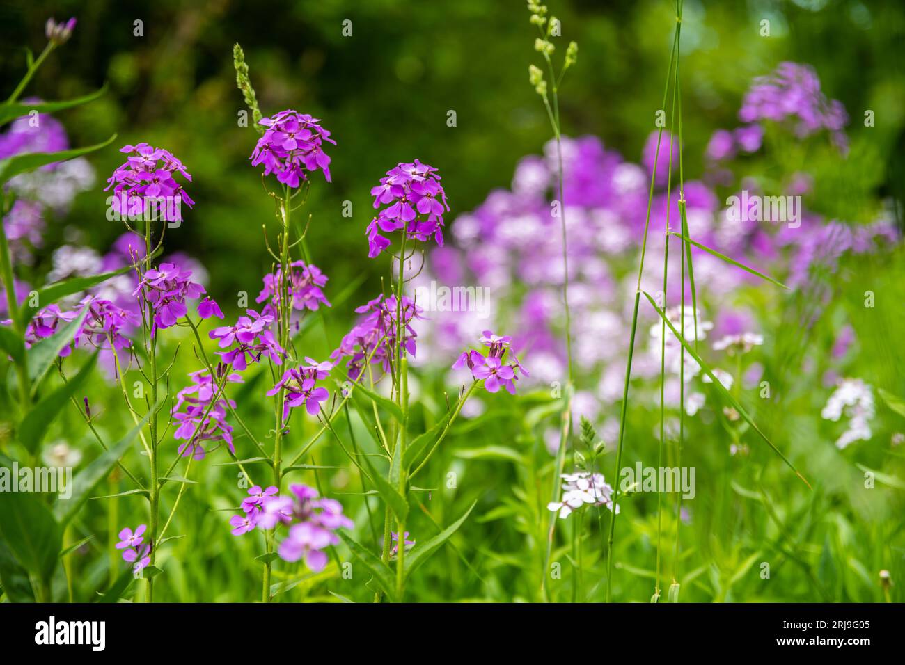 Dame Rocket Blume in River Falls, Wisconsin Stockfoto