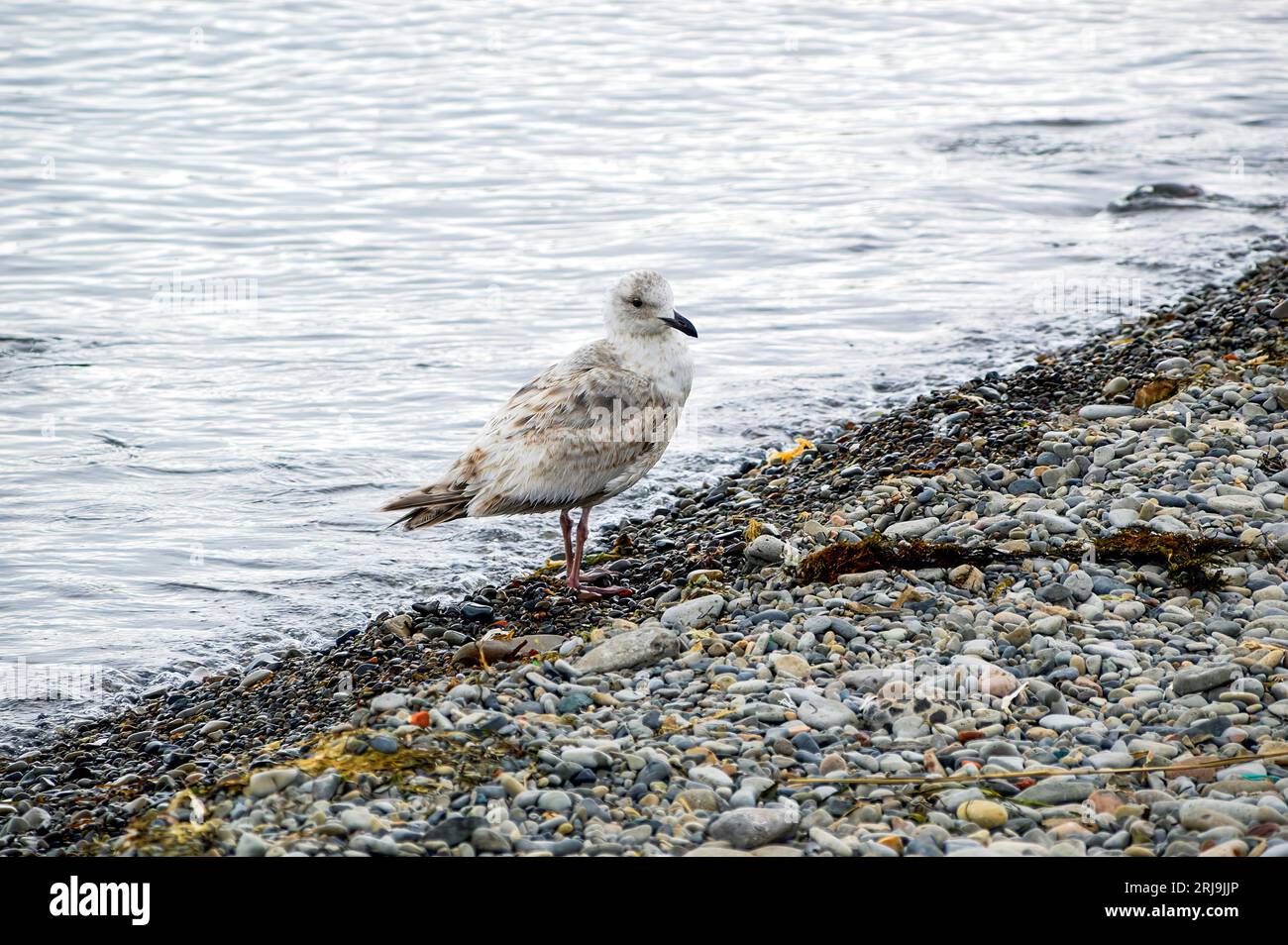 Heringsmöwe (Larus argentatus) Seevögel, die an einem bewölkten Frühlingstag am Steinufer des Meeres von ​​Japan sitzen. Fernost, Russland Stockfoto