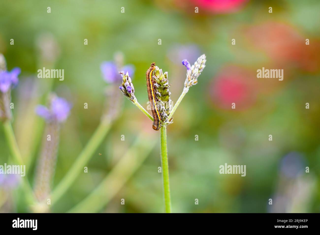 raupe kriecht auf einer violetten Blume Stockfoto