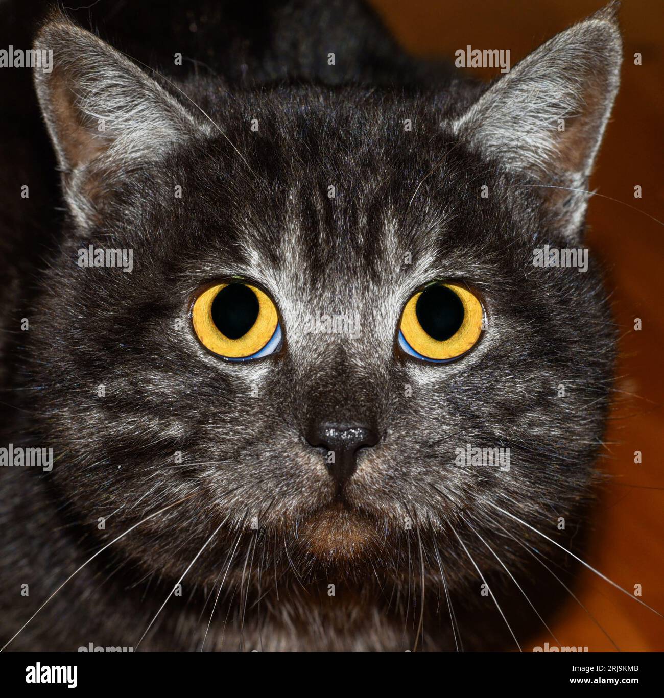 Große Augen der verängstigten grauen Katze Stockfoto