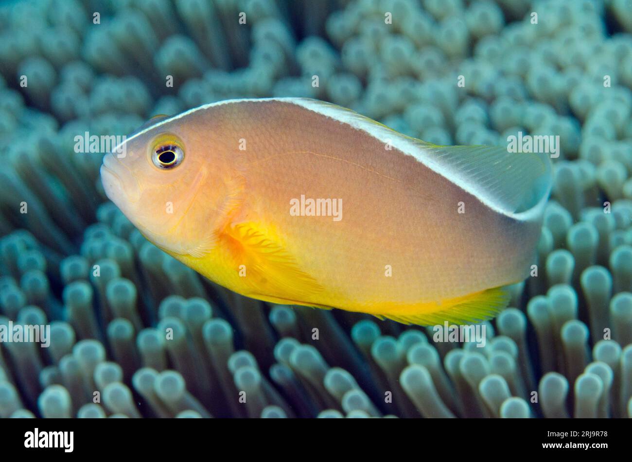 Skunk Anemonefish, Amphiprion akallopisos, Magnificent Sea Anemone, Heteractis Magnifica, Coral Gardens Tauchplatz, Seraya, Karangasem, Bali, Indonesien Stockfoto