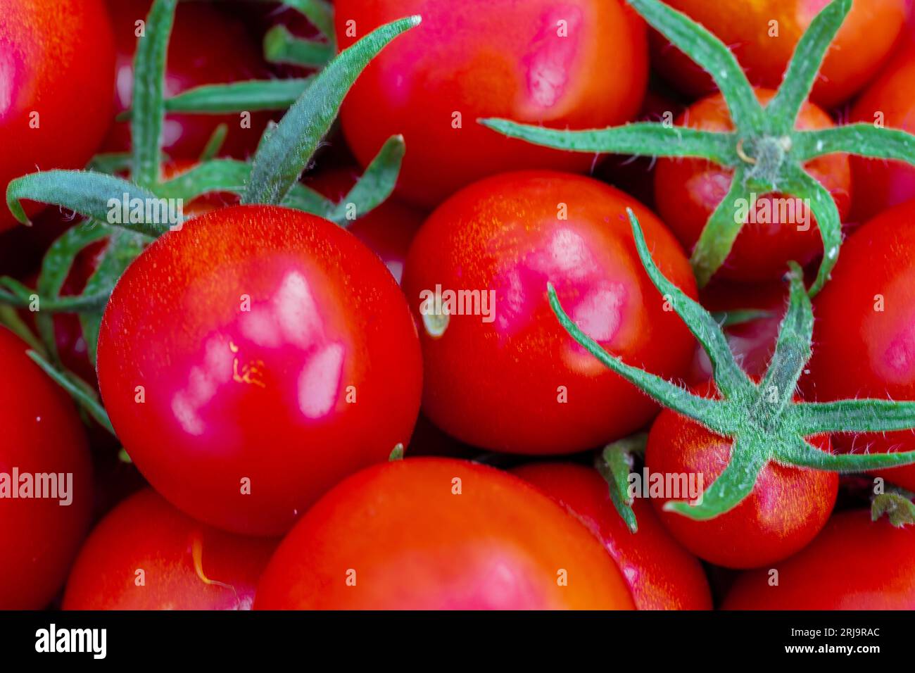 Reife rote Tomaten mit Schnittwegen. Tomaten-Hintergrund Stockfoto