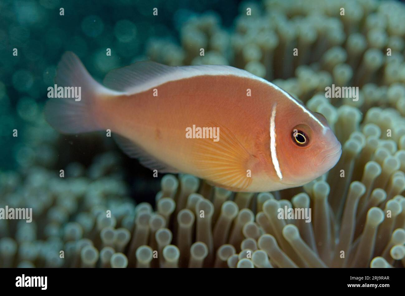 Pink Anemonefish, Amphiprion periderion, in herrlichen Sea Anemone, Heteractis Magnifica, Coral Gardens Tauchplatz, Seraya, Karangasem, Bali, Indonesi Stockfoto