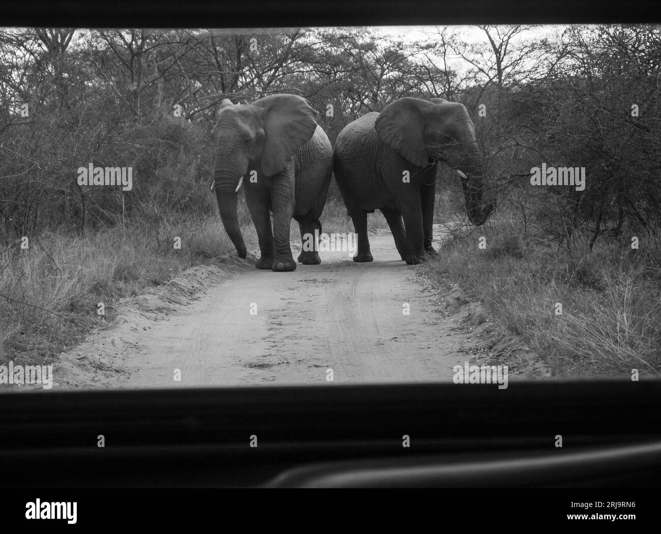 Begegnung mit Elefanten während einer Pirschfahrt in Südafrika. August 2023. Stockfoto